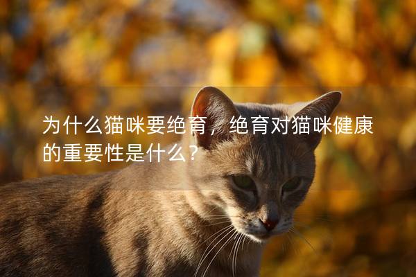 為什么貓咪要絕育，絕育對貓咪健康的重要性是什么？